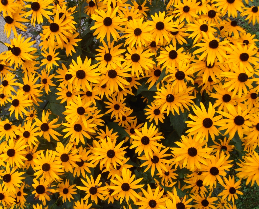 Bunches of Black-Eyed Susan's by julie