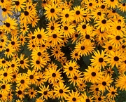 18th Aug 2012 - Bunches of Black-Eyed Susan's