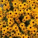 Bunches of Black-Eyed Susan's by julie