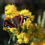 18th Aug 2012 - Painted Lady Butterfly