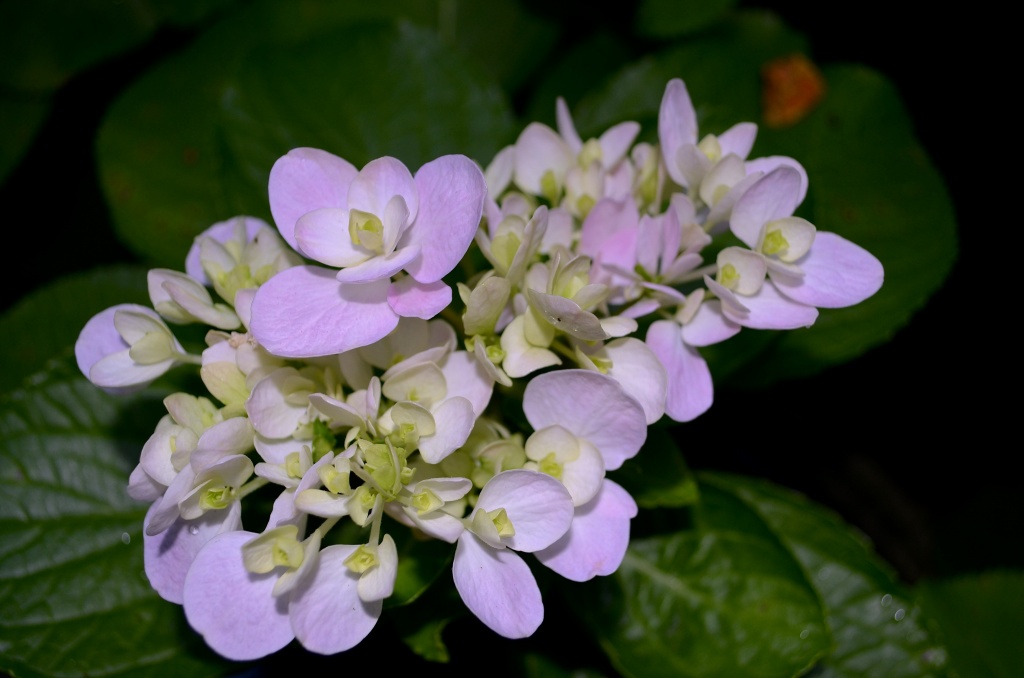 Hydrangea in our garden.  They are one of the emblematic flowers of summer here in Charleston. by congaree