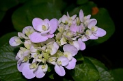 18th Aug 2012 - Hydrangea in our garden.  They are one of the emblematic flowers of summer here in Charleston.