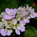 Hydrangea in our garden.  They are one of the emblematic flowers of summer here in Charleston. by congaree