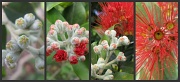 8th Jul 2010 - Australian Native Gum Flower