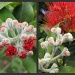 Australian Native Gum Flower by loey5150