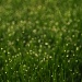 Diamonds in the Grass by jayberg