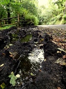 15th Aug 2012 - Mud Tracks