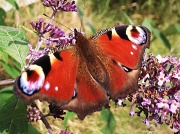 19th Aug 2012 - Ray's butterfly