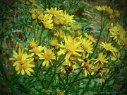 19th Aug 2012 - Tansy Patch