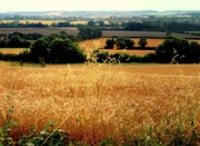 19th Aug 2012 - Our fields of gold
