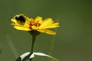 19th Aug 2012 - Bumble bee nap