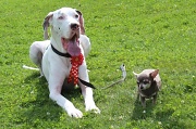 19th Aug 2012 - Rescue doggies