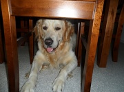 19th Aug 2012 - Under the chair