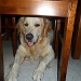 Under the chair by tiss