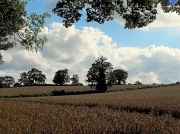 19th Aug 2012 - Cornfields.