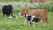 19th Aug 2012 - On The Farm