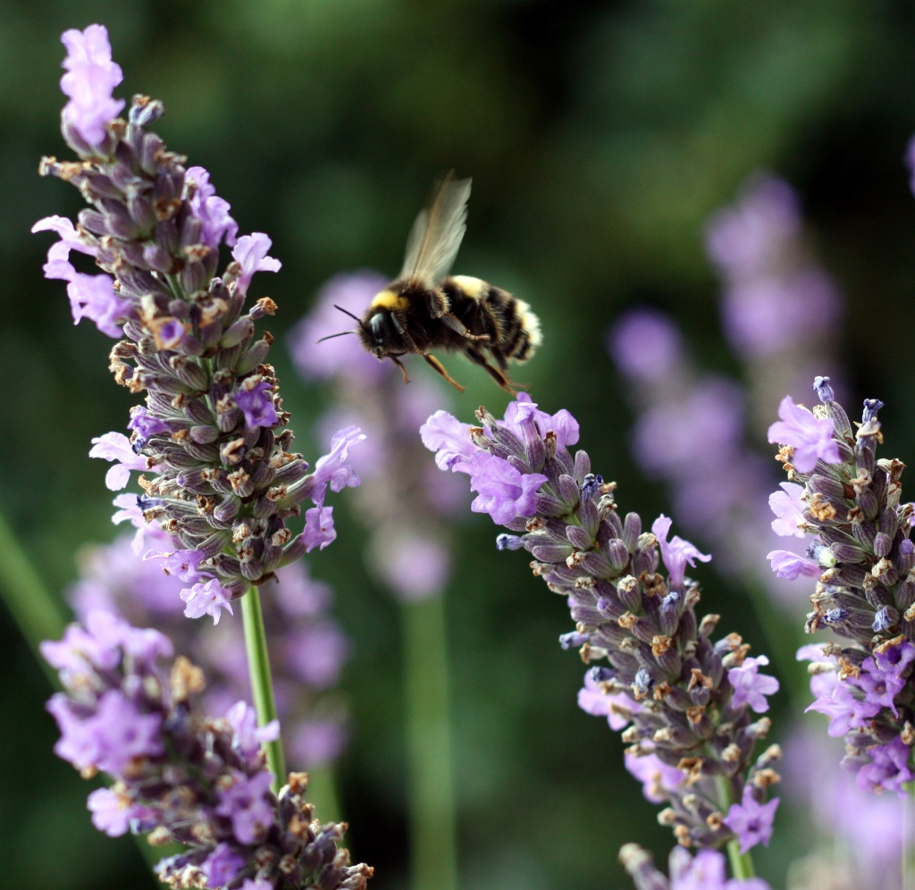 Bee and Lavender : 2 by phil_howcroft