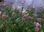 16th Aug 2012 - Waterside flowers