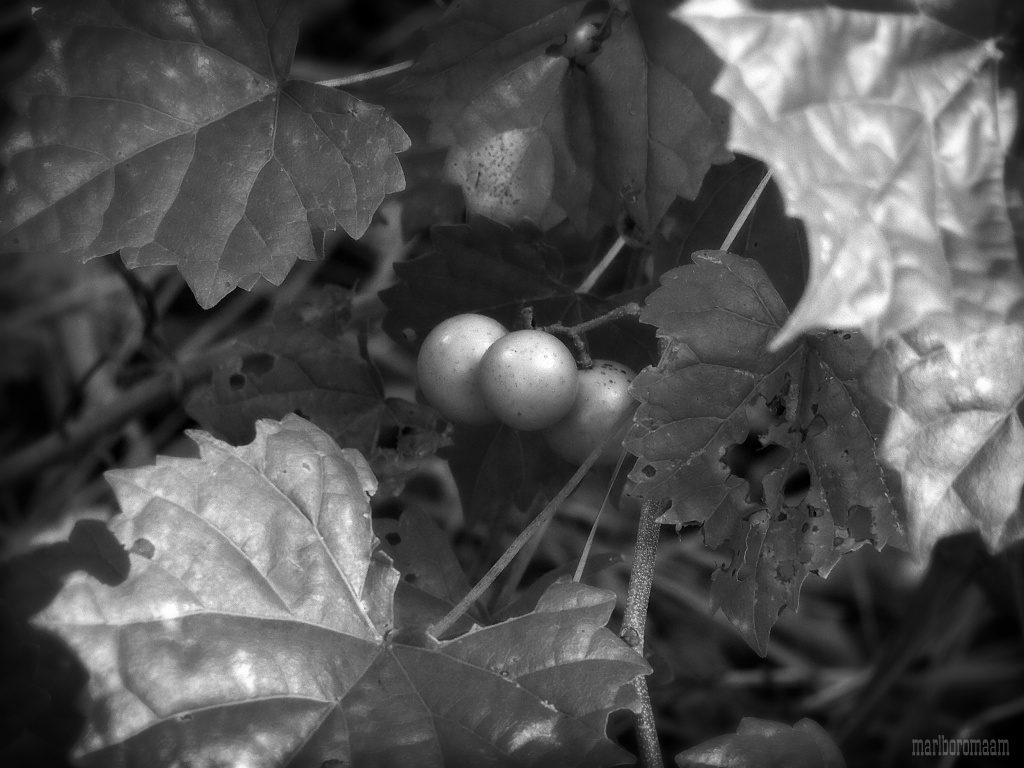 Wild grapes... by marlboromaam