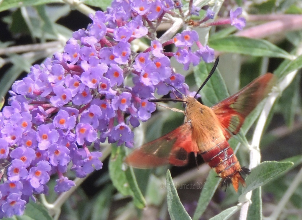 Hummingbird Moth by sunnygreenwood
