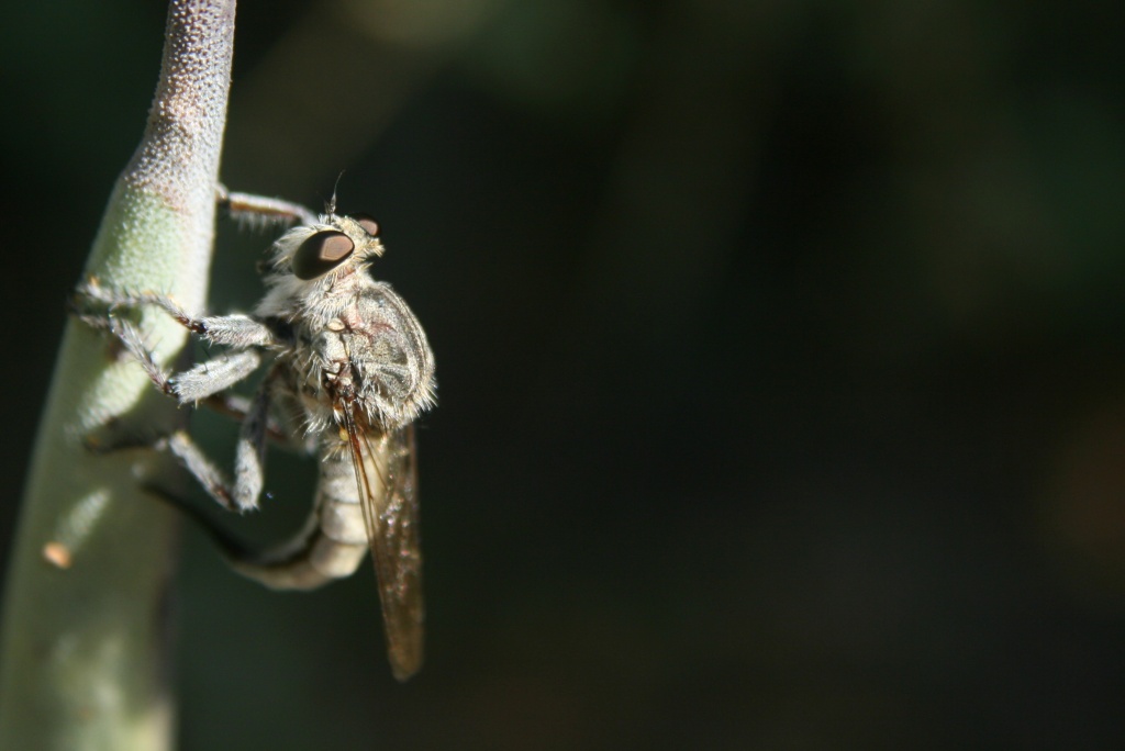 Robber Fly by kerristephens