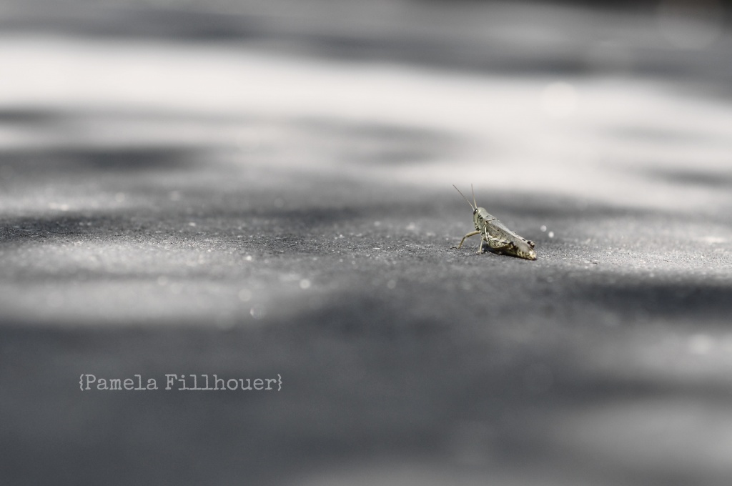 grasshopper.... by earthbeone
