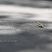 grasshopper.... by earthbeone