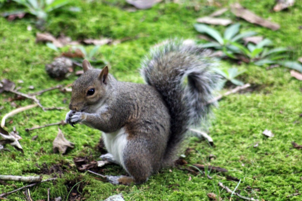 Squirrel by hjbenson