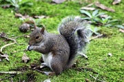 19th Aug 2012 - Squirrel