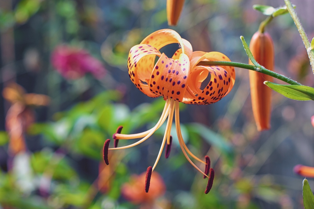 This Beautiful Tiger Lily Was Taken In The Garden Of My Friends Steve and Wendy Tomkins. by seattle