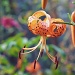 This Beautiful Tiger Lily Was Taken In The Garden Of My Friends Steve and Wendy Tomkins. by seattle