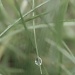 A drop of dew by mattjcuk