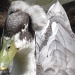 duck by mariadarby