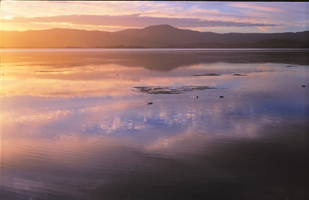 Ducks at dusk by peterdegraaff