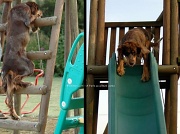 19th Aug 2012 - Just for fun: Baronne, the acrobatic dog