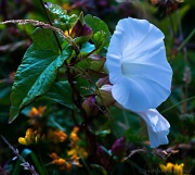 20th Aug 2012 - Sun Kissed Morning Glory