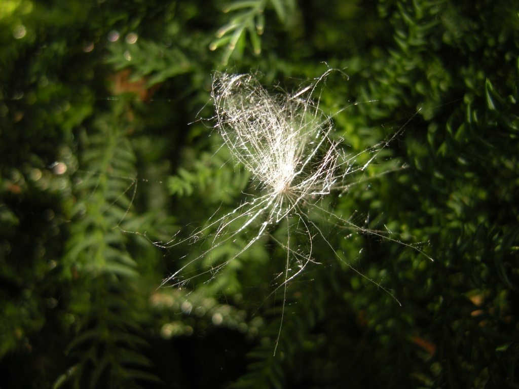 Catch in an old cobweb by pyrrhula