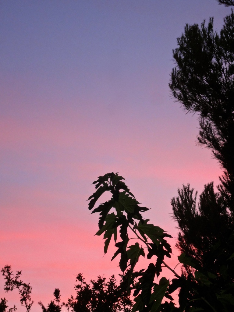 pink sunrise by cocobella