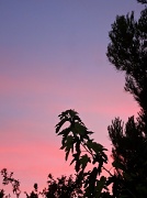 22nd Jul 2012 - pink sunrise