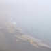The fog by cocobella