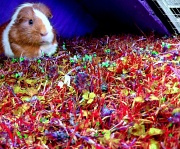 20th Aug 2012 - Guinea pig in a crazy world