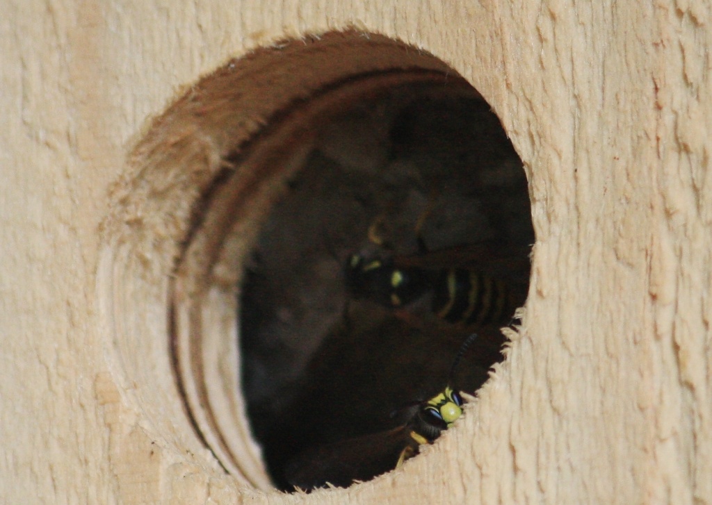 365-Wasps in a nesting box IMG_7554 by annelis