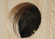 8th Jul 2010 - 365-Wasps in a nesting box IMG_7554