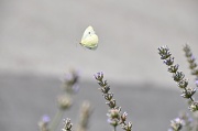 3rd Aug 2012 - lavender and butterfly