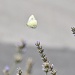 lavender and butterfly by cocobella
