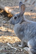 10th Aug 2012 - Jojo the Rabbit