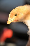 13th Aug 2012 - The chick