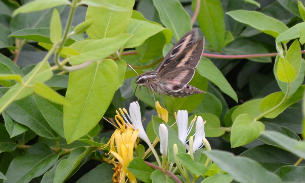 Hummingbird Moth. by kdrinkie