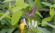 19th Aug 2012 - Hummingbird Moth.