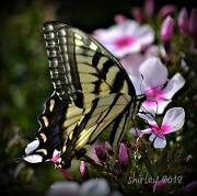 19th Aug 2012 - butterflies & blossoms